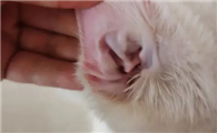 猫咪耳朵里甩出水是什么原因