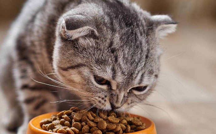 猫咪不吃东西鼻子干无精打采