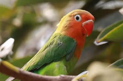 盘点常见的鹦鹉，第六最长寿第一最可爱