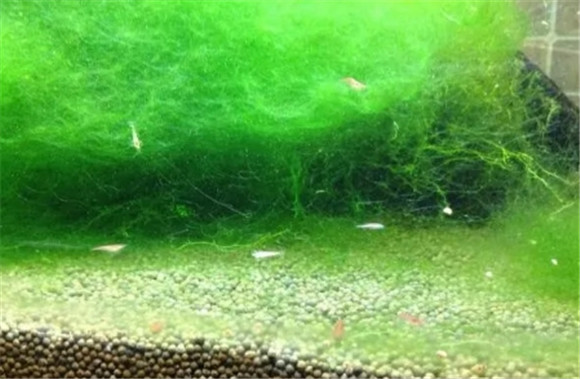 绿水养孔雀鱼好不好? 绿水养孔雀鱼好不好?