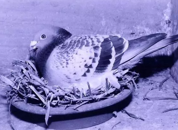 鸽子育种最好从一羽优质的雌鸽开始
