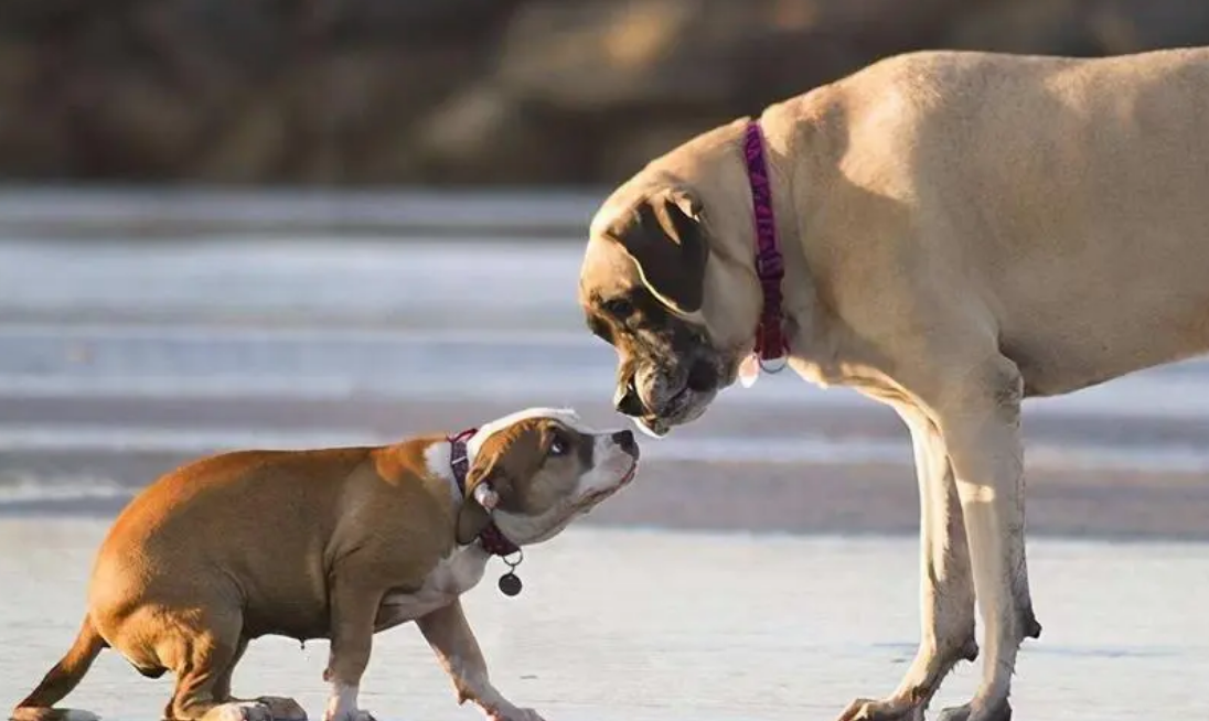 狗多大算成犬