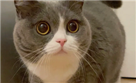 怎么养好矮脚猫，你知道吗？