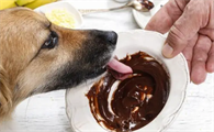 狗不能吃巧克力的原因