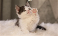 矮脚猫的四大缺点，看完以后再决定要不要养