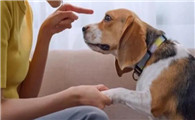 骂狗时绝对禁止的5种行为，你还在犯吗？