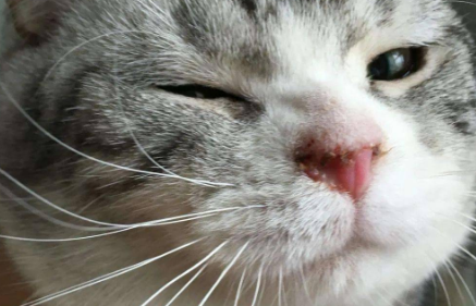 猫鼻息肉影响生命吗