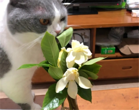 猫咪吃栀子花叶子会中毒吗