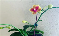 蝴蝶兰花种子