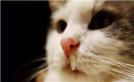 猫咪打喷嚏流鼻涕吃什么药