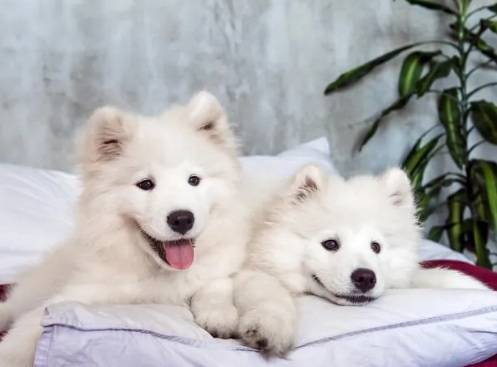 萨摩耶幼犬怎么养?两个月大的萨摩耶幼犬吃什么狗粮好 萨摩耶幼犬怎么养?两个月大的萨摩耶幼犬吃什么狗粮好