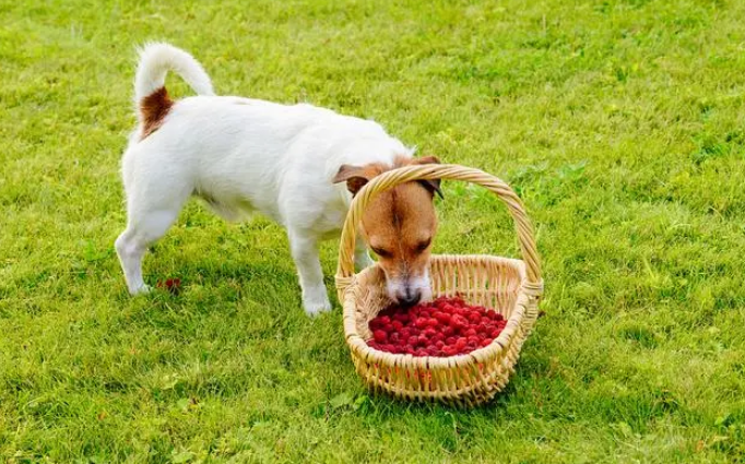 狗吃草莓的好处和坏处