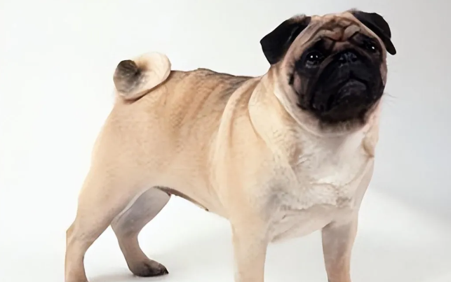 养了才知道，巴哥犬没什么优点？