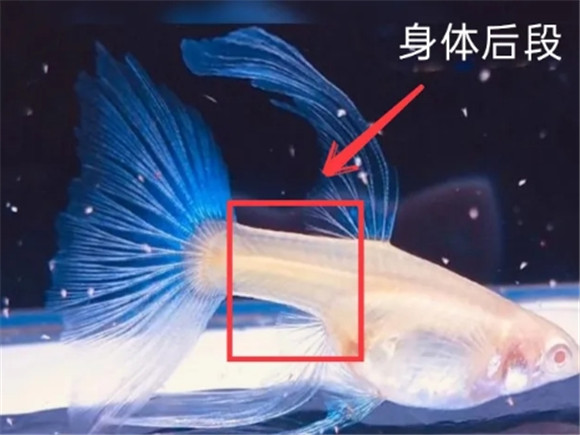 买天空蓝孔雀鱼挑选避坑攻略 买天空蓝孔雀鱼挑选避坑攻略