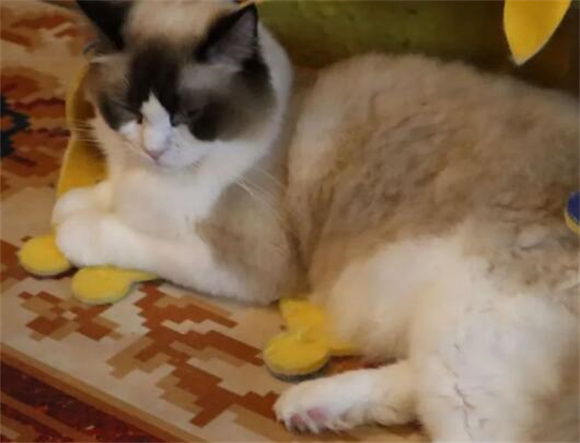 布偶猫讨厌主人的表现? 布偶猫讨厌主人的表现?
