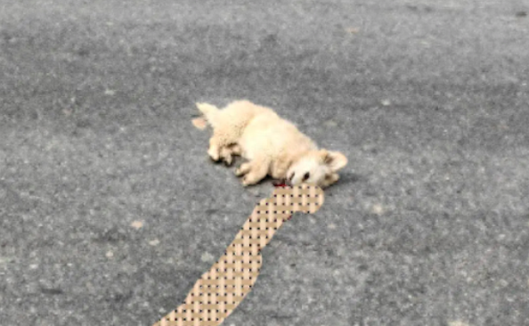 狗狗出车祸躺马路上不动了，男生抱它到路边草地上