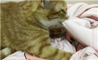 猫猫的踩奶是什么意思
