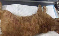 猫咪肚怀死胎是什么症状