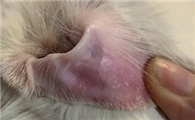 猫咪耳朵发烫但是精神很好