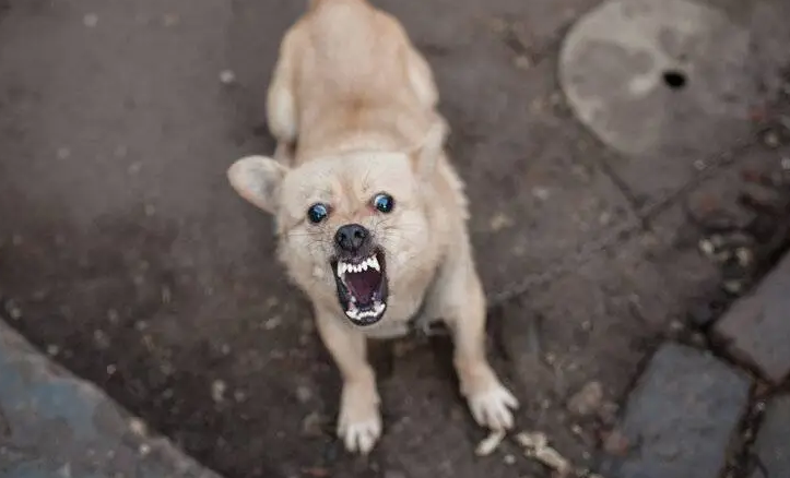 狗得狂犬病多久会死