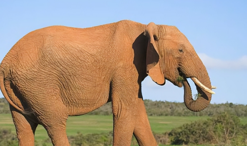 大象的象牙有多长