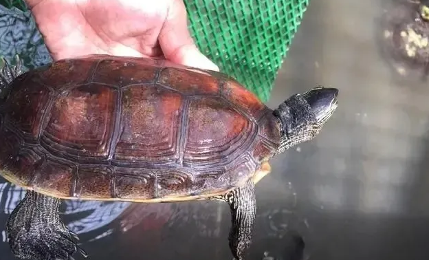 夏季养龟,需要特别注意的几个事项! 夏季养龟,需要特别注意的几个事项!