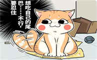 到底是猫更聪明，还是狗更聪明？