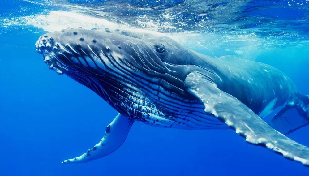 鲸的鳍是什么