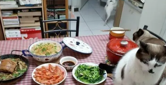 几只猫围观主人吃饭，尾巴还放菜里