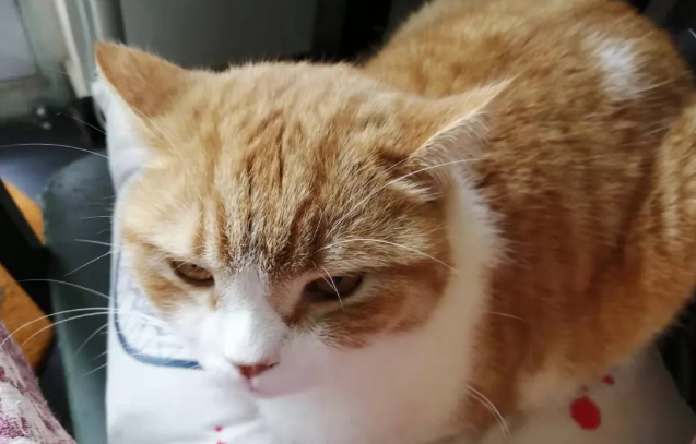 布偶猫和什么猫配种最好? 布偶猫和什么猫配种最好?
