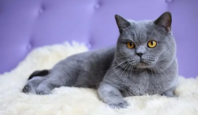 猫咪精神很好但是不吃饭