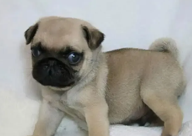 养了才知道，巴哥犬没什么优点？