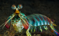 斑马螳螂虾vs雀尾螳螂虾