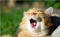 猫咪喘气的时候有呼噜声怎么回事