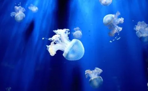 海蜇丝是不是水母 海蜇丝是不是水母