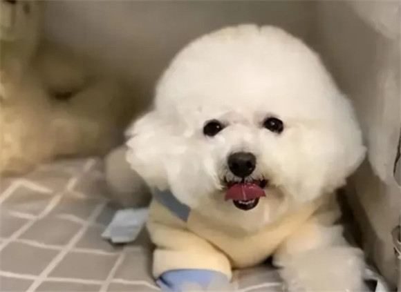 揭秘!养比熊犬久了,都会有这些“改变”! 揭秘!养比熊犬久了,都会有这些“改变”!