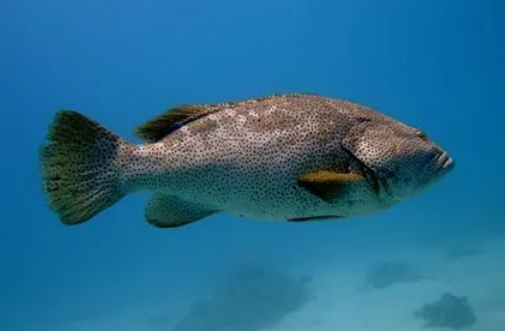石斑鱼的眼睛能吃吗