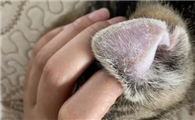 猫咪耳朵烫是什么原因