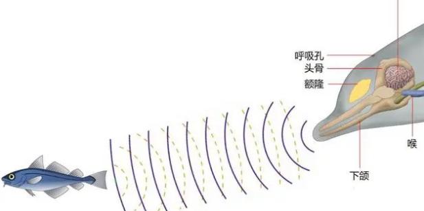 关于鲸鱼的10个有趣冷知识，你知道几个？