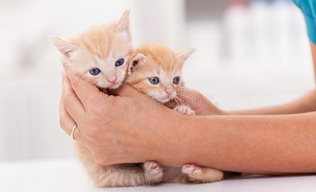  猫咪安慰人的动作