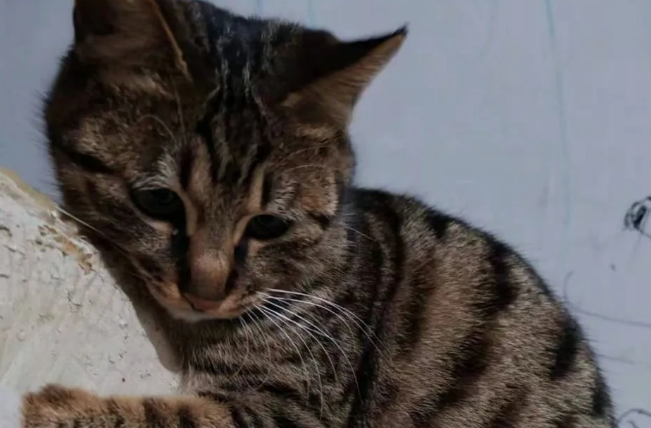 狸花猫的行为解读手册 狸花猫的行为解读手册