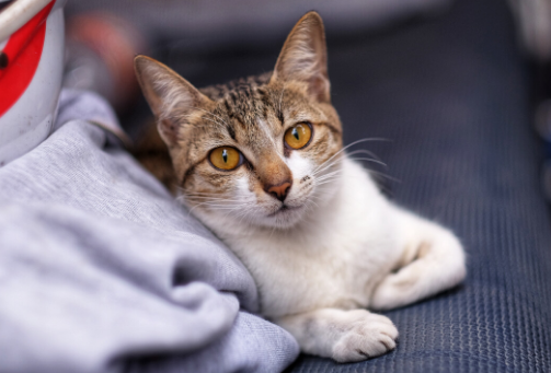 这几种最适合家养的猫 优缺点都列出来了 这几种最适合家养的猫 优缺点都列出来了