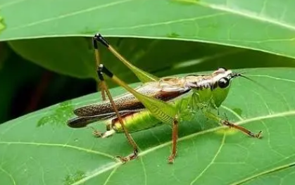 蝈蝈是不是害虫