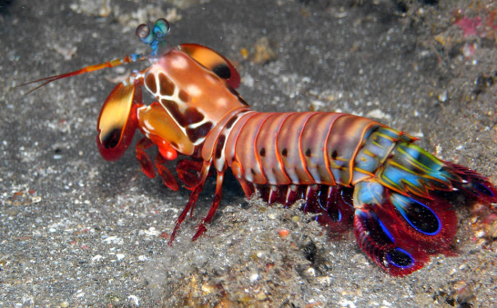螳螂虾得名是因为什么