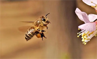蜜蜂巢有什么作用