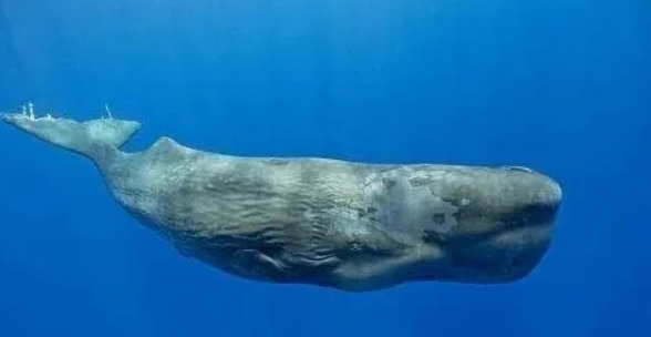 鲸鱼——蓝色海洋的生物者 鲸鱼——蓝色海洋的生物者