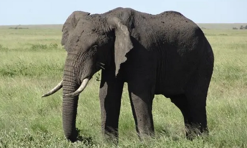 大象的身体像什么呢