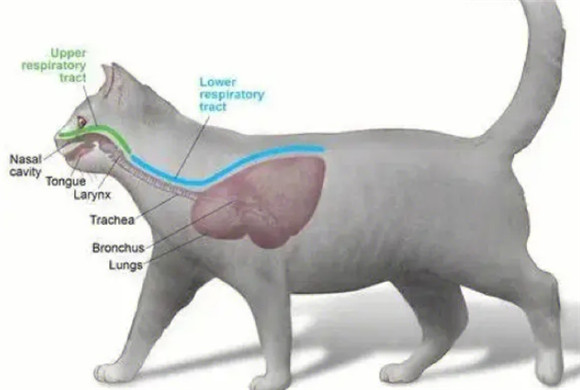 猫咪腹式呼吸