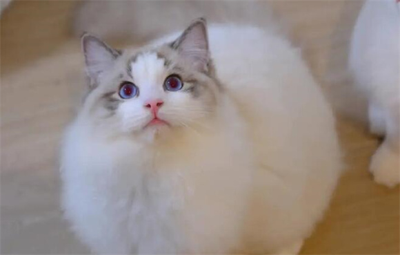 布偶猫很美,但它这6个缺点不能忽视,新手千万别养 布偶猫很美,但它这6个缺点不能忽视,新手千万别养