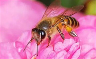 9月份蜜蜂采什么蜜